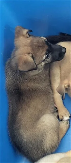 A baby large-sized female Mixed Breed dog named Seren for adoption in Dallas, TX