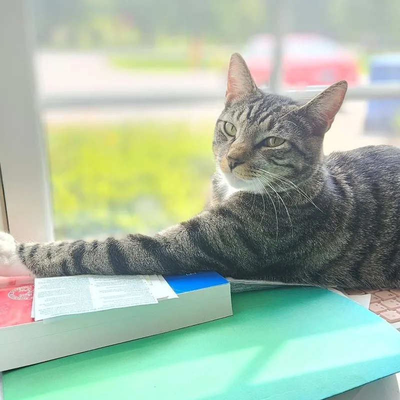 A young small-sized male Tabby (Gray / Blue / Silver) Domestic Short Hair cat named Parker for adoption in Windsor, CT