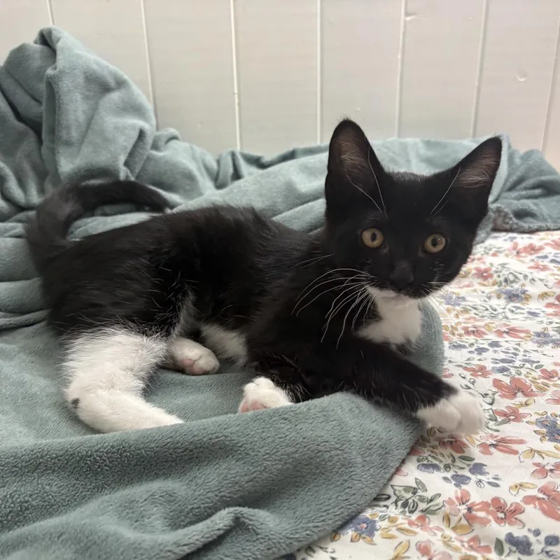 A baby small-sized female Black Domestic Short Hair cat named Adriana for adoption in Carmel, IN
