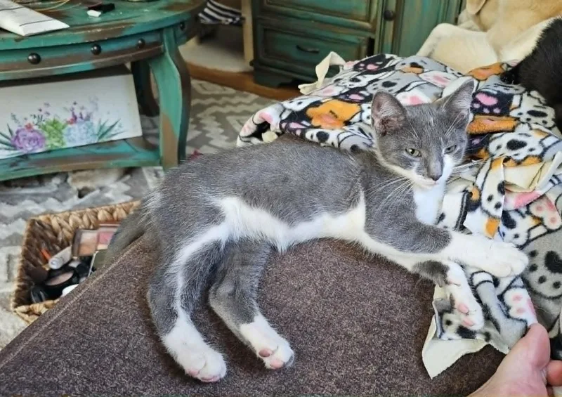 A young small-sized female Gray & White Domestic Short Hair cat named Ophelia for adoption in Logan, OH