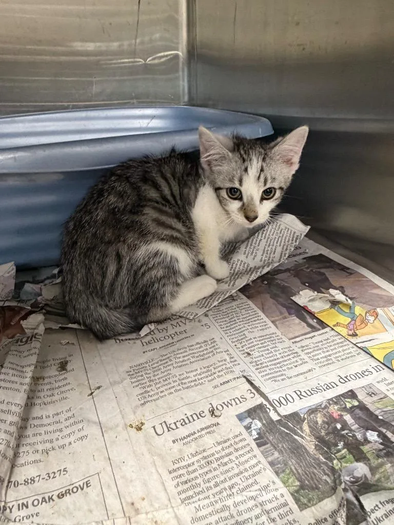 A baby small-sized male Domestic Short Hair cat named Taz for adoption in Hopkinsville, KY
