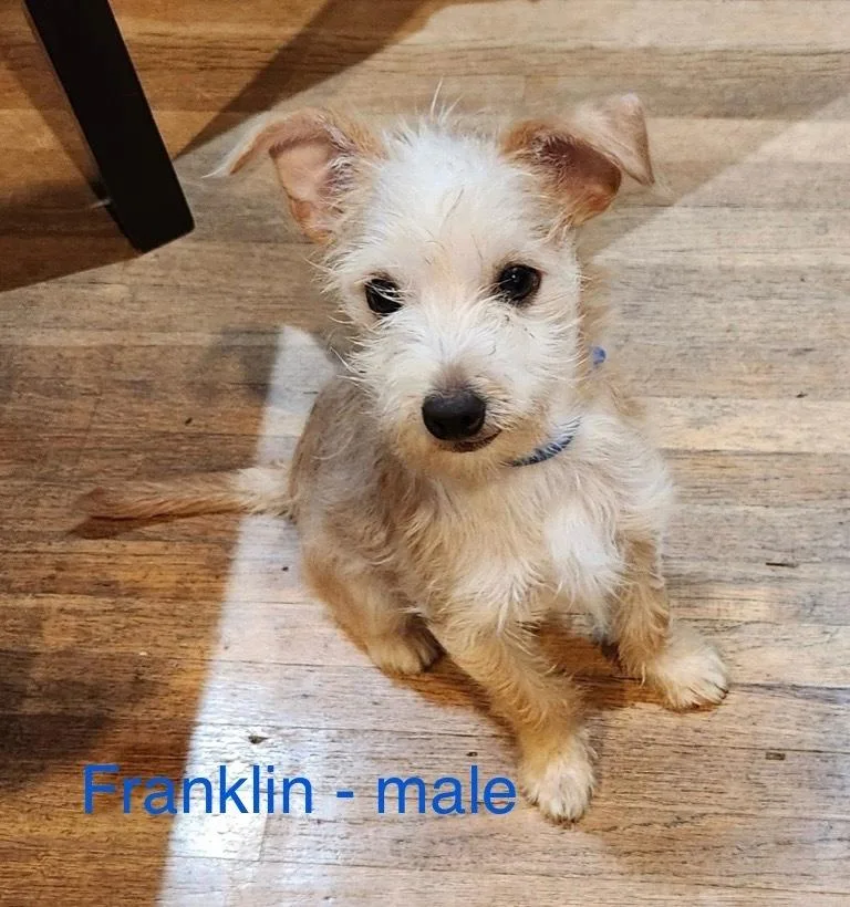 Franklin