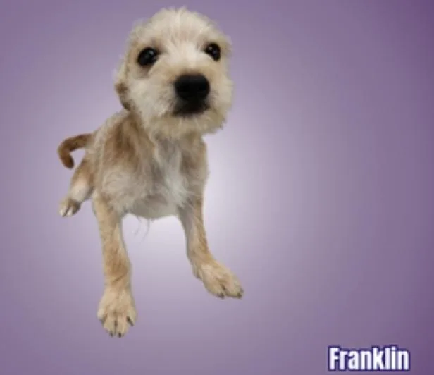Franklin thumbnail 2