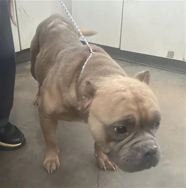 An adult medium-sized female Mixed Breed dog named Sophie for adoption in Dallas, TX