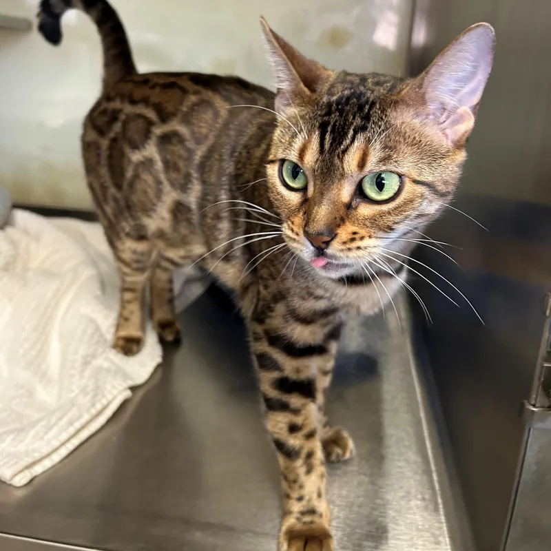 An adult medium-sized female Brown / Chocolate Bengal cat named Leilani for adoption in Margate, FL
