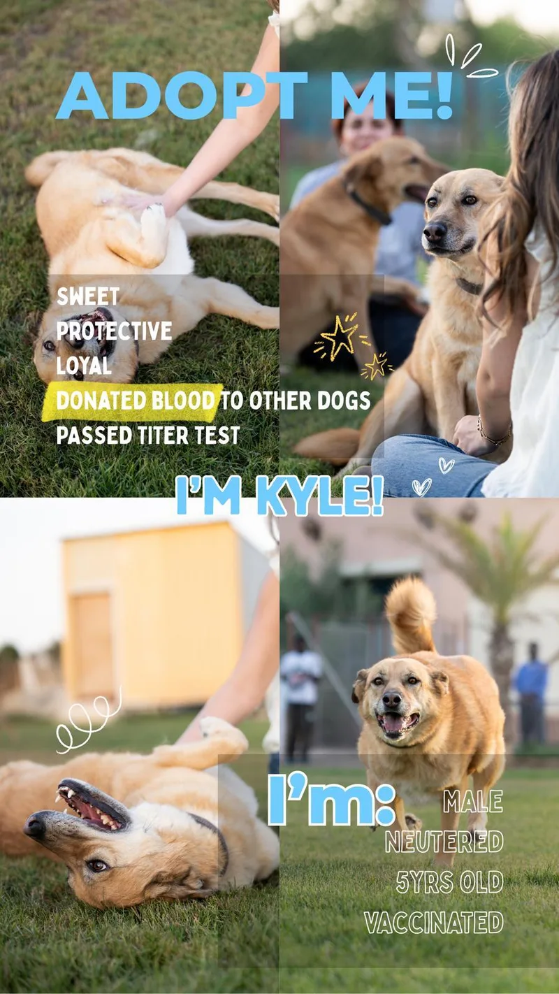 An adult medium-sized male Canaan Dog dog named Kyle for adoption in New York, NY