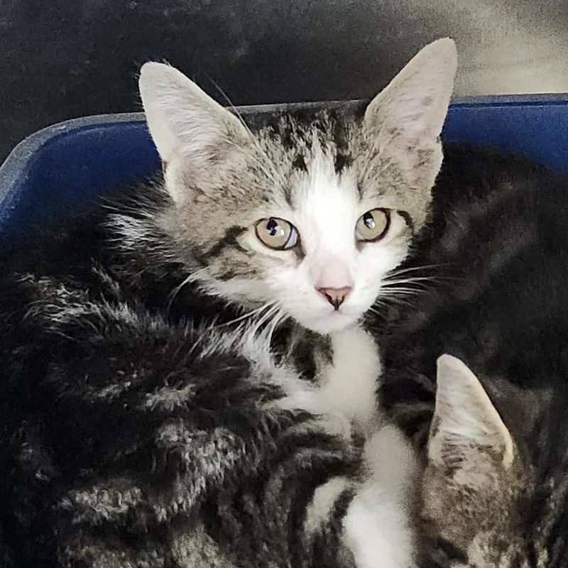 A baby small-sized male Brown / Chocolate Domestic Short Hair cat named Birch for adoption in Columbia Station, OH