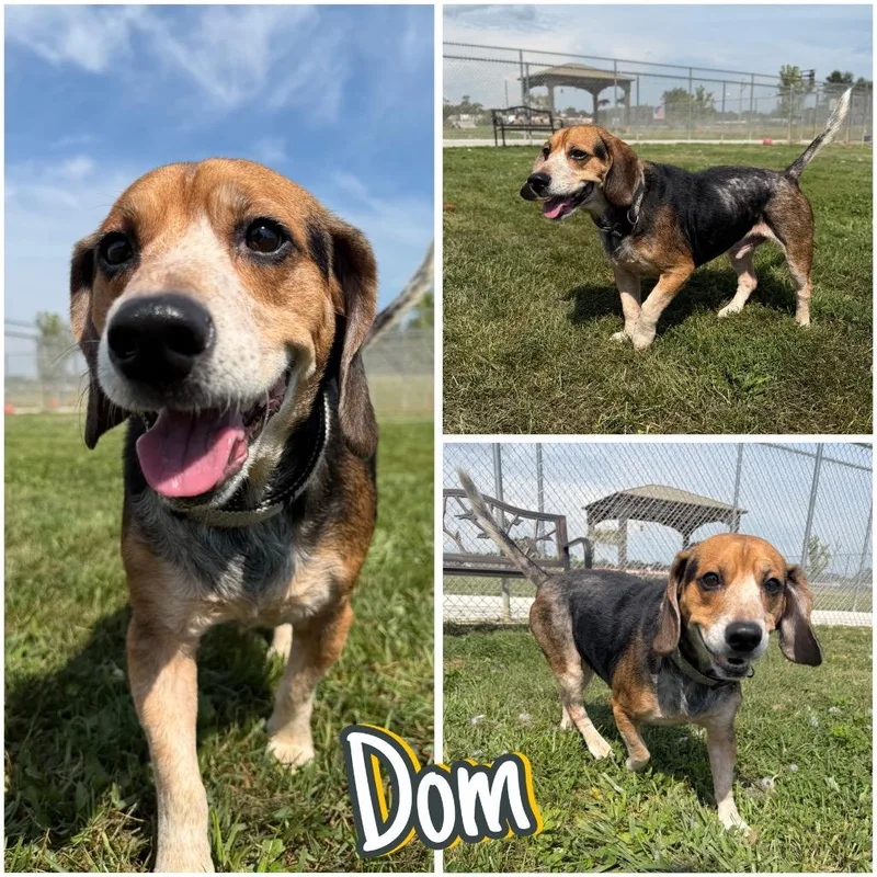 Dom