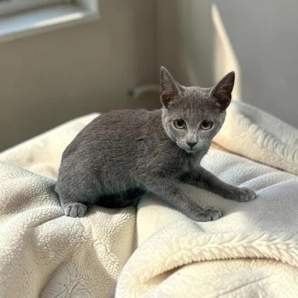A baby medium-sized female Domestic Short Hair cat named Oat for adoption in Cumberland, MD