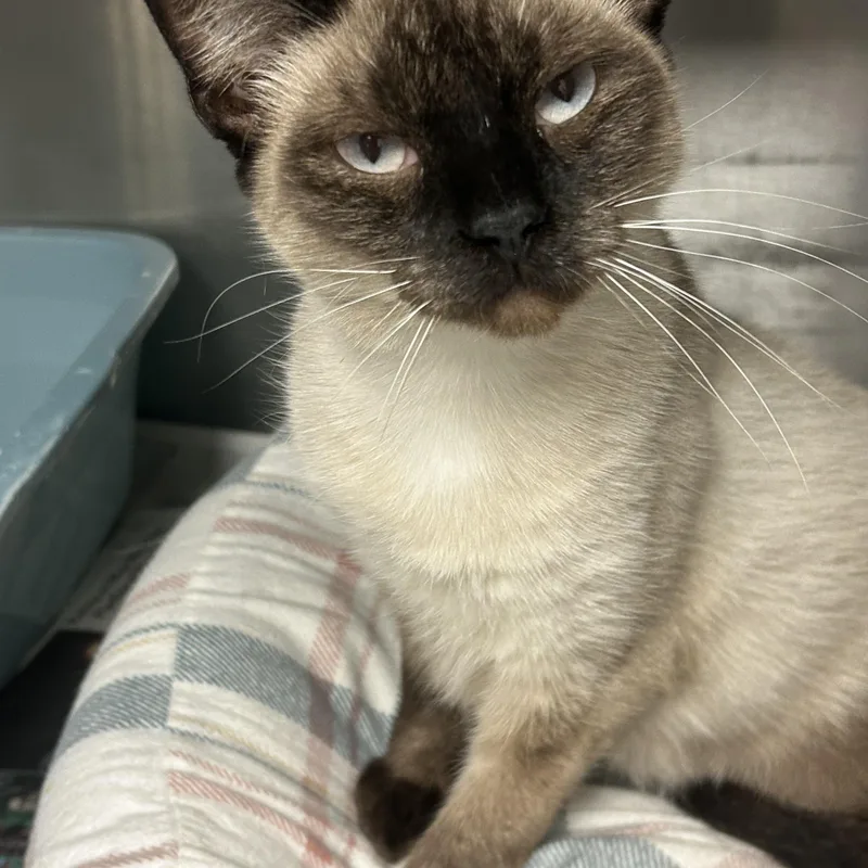 A young medium-sized female Siamese cat named Jasmin for adoption in Sudbury, MA