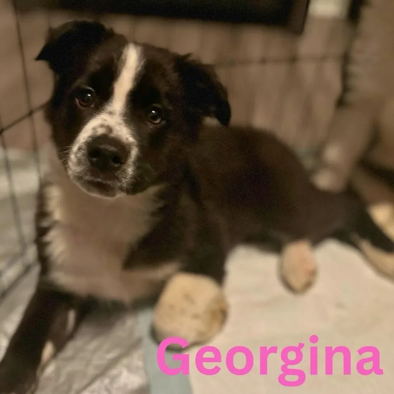 A baby small-sized female Black Mixed Breed dog named Georgina for adoption in Fredericksburg, VA