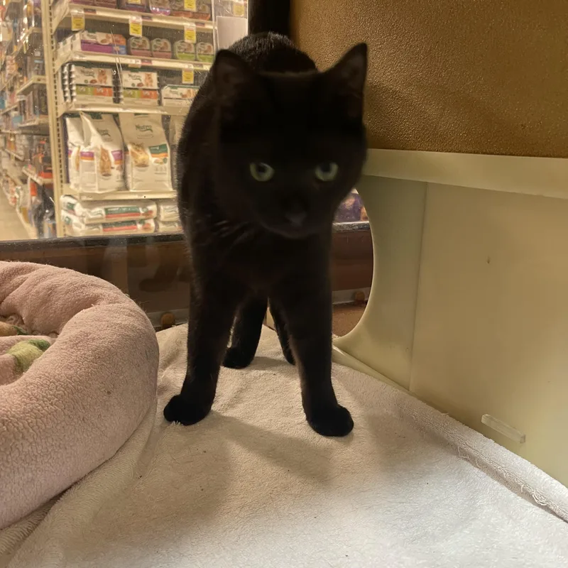 A young small-sized female Black Domestic Short Hair cat named Stu for adoption in Highland, IN