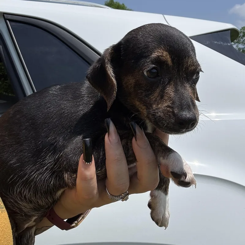 A baby small-sized female Black Dachshund dog named Cora for adoption in Crosby, TX