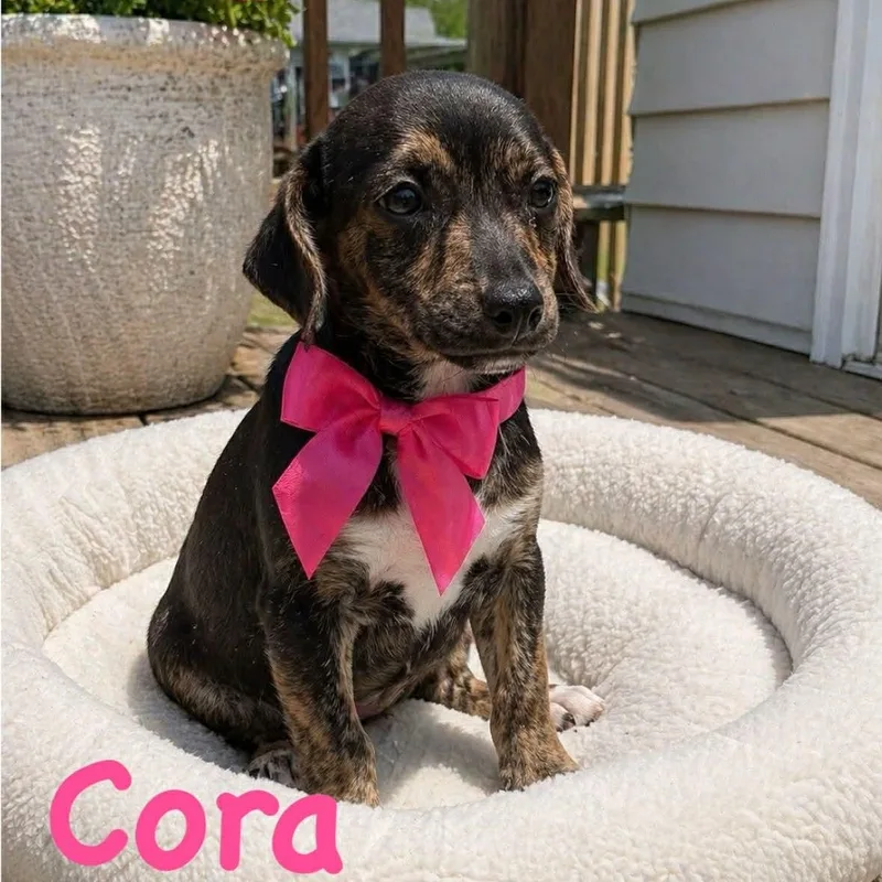 Cora thumbnail 2