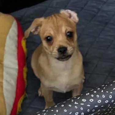 Pugsely