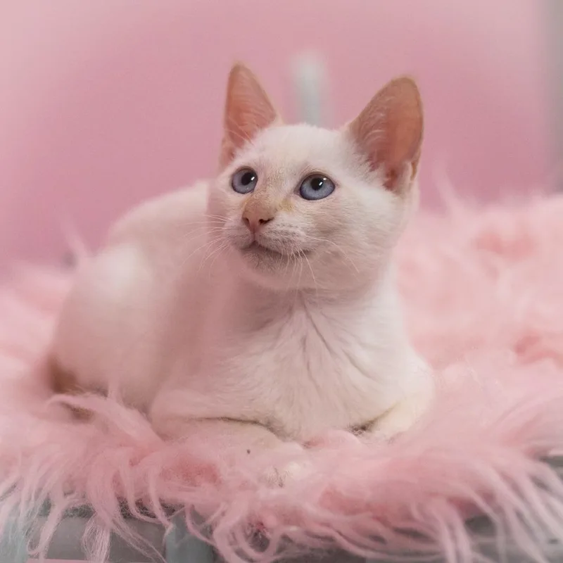 A baby small-sized male Flame Point Siamese cat named Versace for adoption in Ponte Vedra, FL