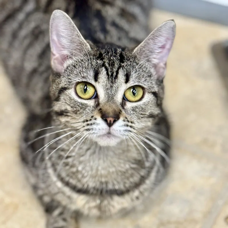 An adult medium-sized female Domestic Short Hair cat named Marina for adoption in Winchendon, MA