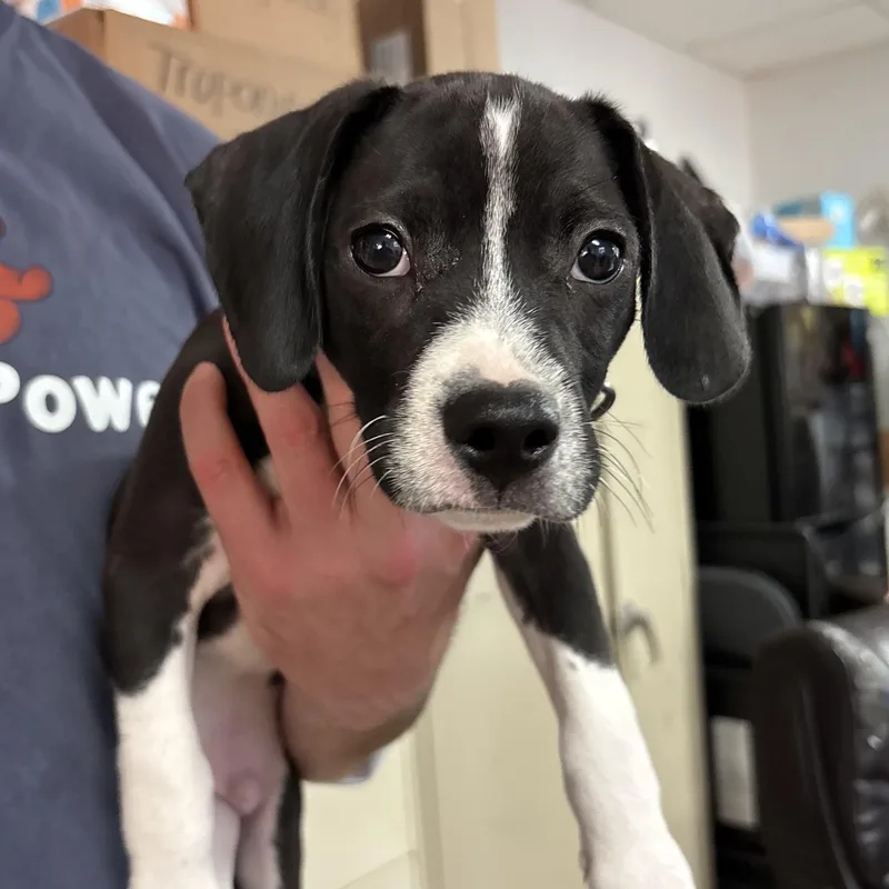 A baby medium-sized male Black Mixed Breed dog named Bear Claw for adoption in Columbia, SC