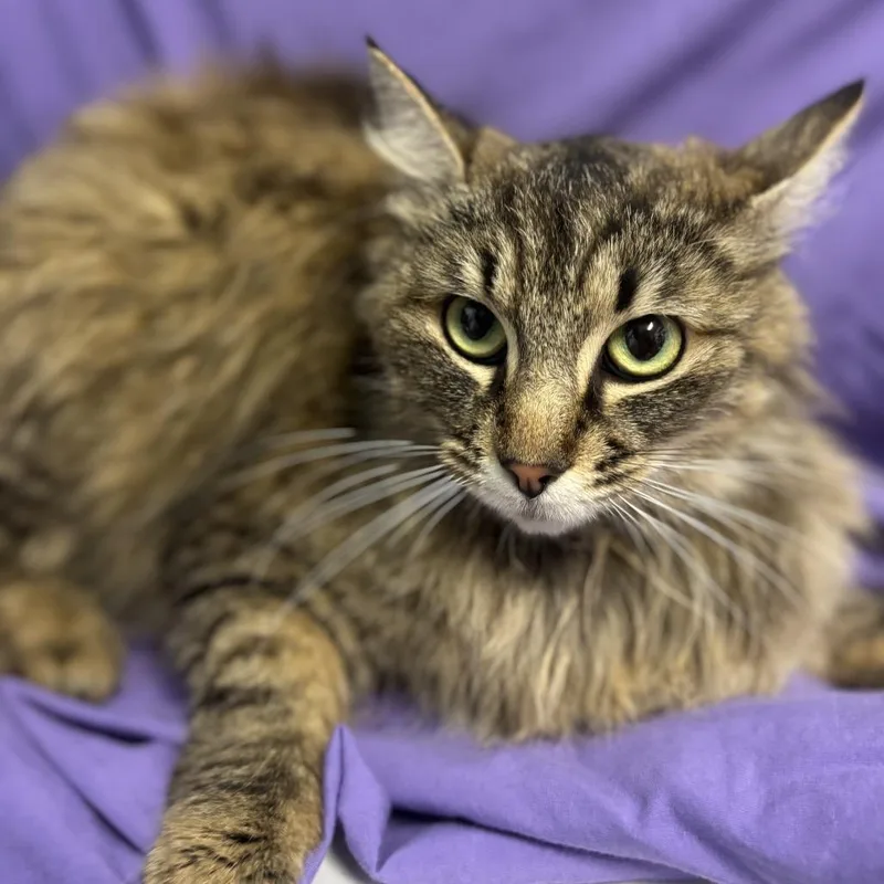 A young medium-sized female Brown / Chocolate Domestic Medium Hair cat named Trestle for adoption in Point Richmond, CA