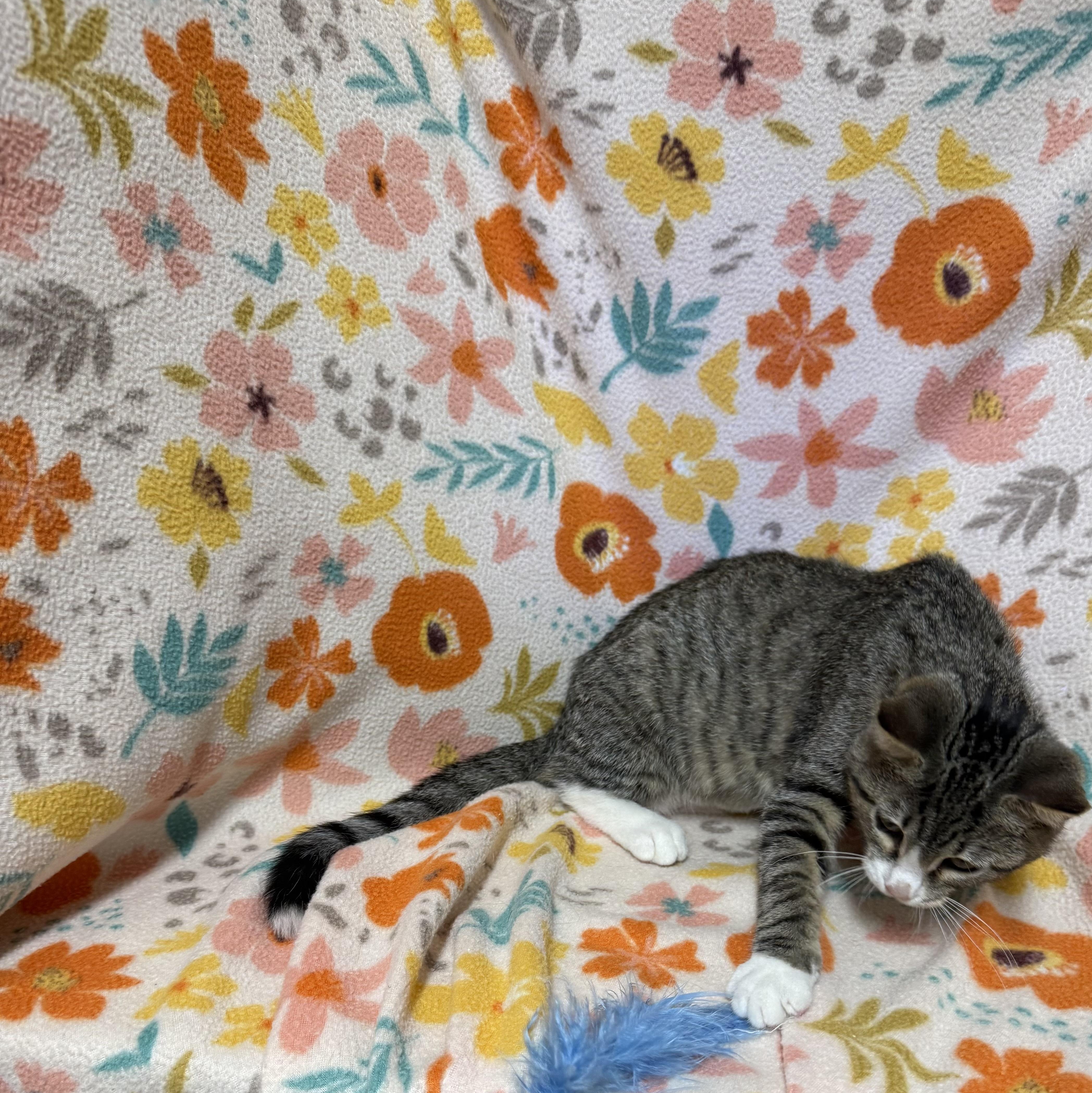 A baby medium-sized female Tabby (Brown / Chocolate) Domestic Short Hair cat named Burrito for adoption in Anderson, SC