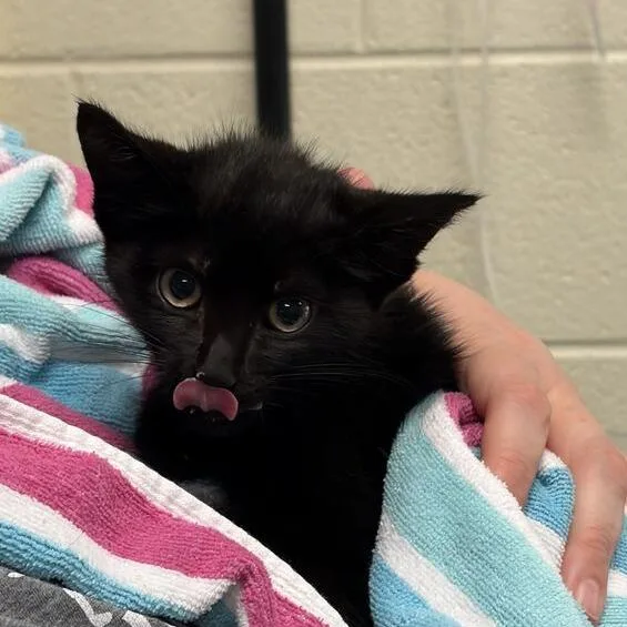 A baby small-sized female Black Domestic Short Hair cat named Sloan for adoption in Asheville, NC