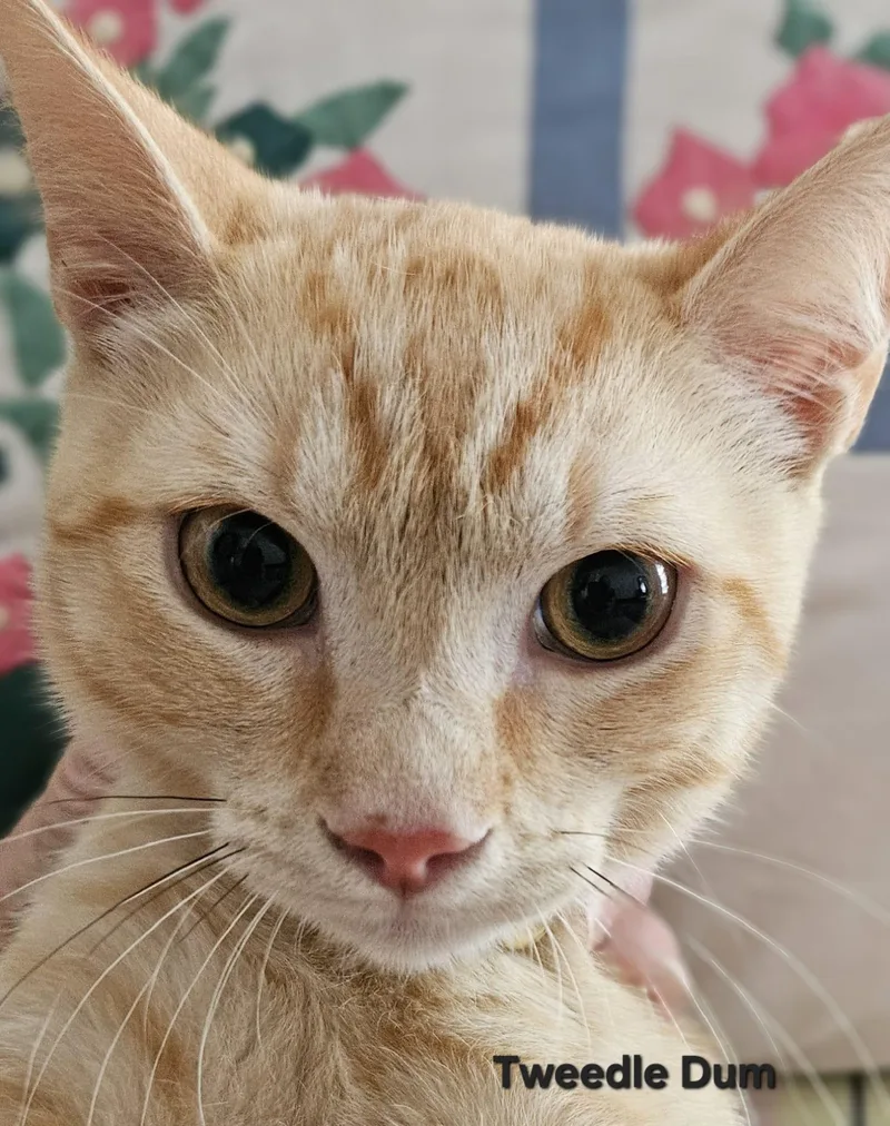 A baby medium-sized male Buff & White Tabby cat named Tweedle Dum for adoption in Richmond, VA