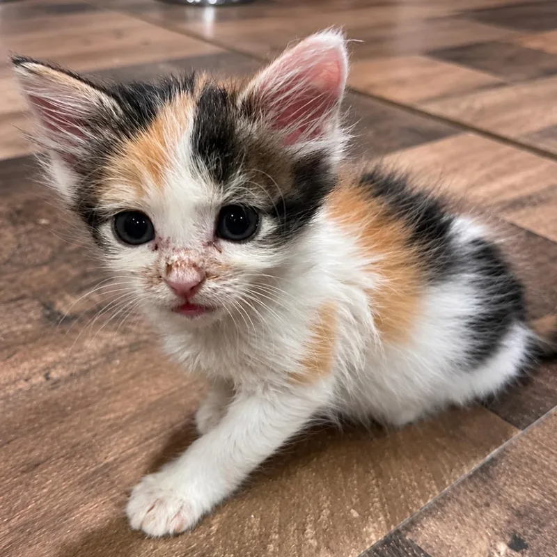 A baby small-sized female Calico Domestic Short Hair cat named Cinnamon for adoption in Mount Vernon, IN