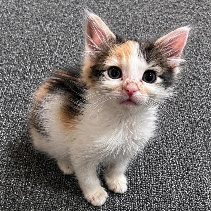 Cinnamon thumbnail 4