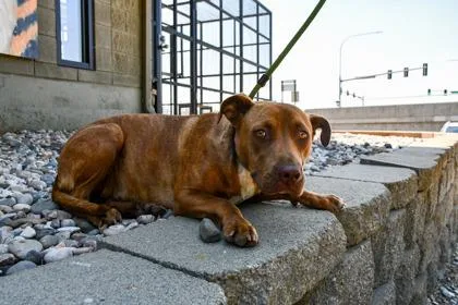 An adult large-sized female Pit Bull Terrier dog named Sage for adoption in Yakima, WA