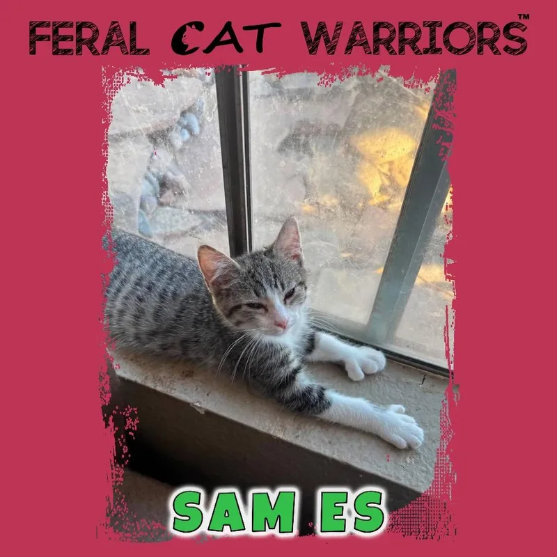 A baby small-sized male Gray / Blue / Silver Domestic Short Hair cat named Sam MS for adoption in Kingman, AZ
