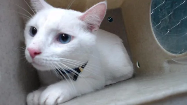 An adult medium-sized male Domestic Short Hair cat named Pablo for adoption in Downey, CA