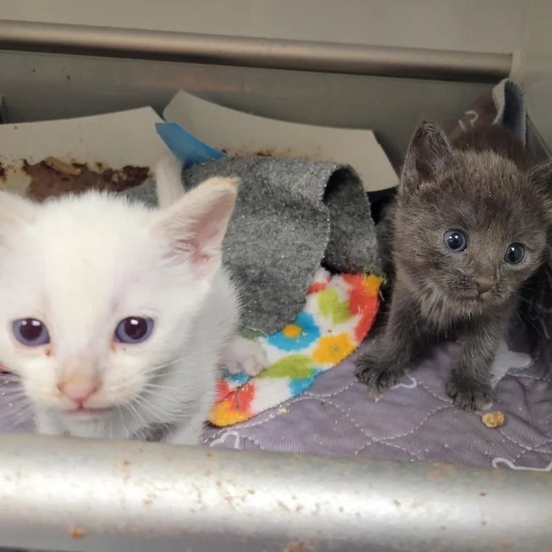 A baby small-sized female Gray / Blue / Silver Domestic Short Hair cat named Gremlin for adoption in Westminster, CA