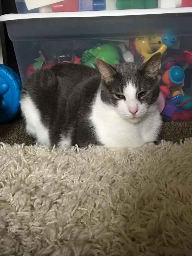 An adult medium-sized male Gray & White Domestic Short Hair cat named Obie  Courtesy Listing for adoption in Rootstown, OH