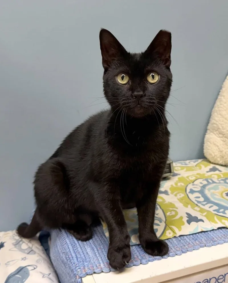 A young medium-sized female Black Domestic Short Hair cat named Tourmaline for adoption in Norwalk, CT