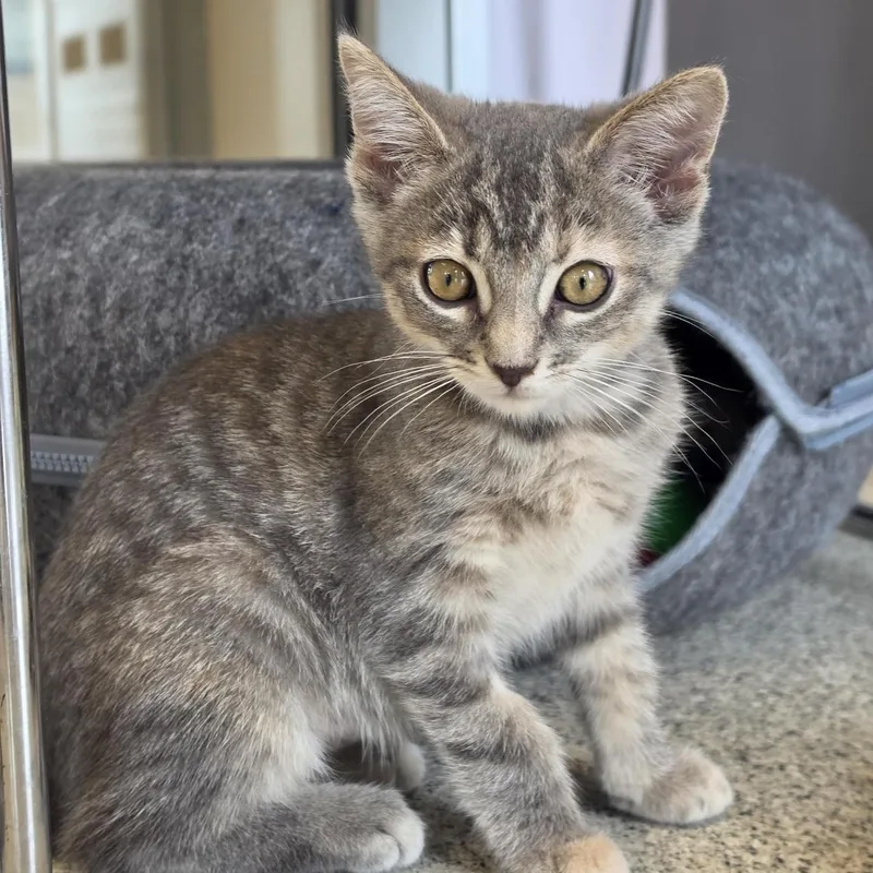 A baby small-sized female Tabby (Gray / Blue / Silver) Domestic Short Hair cat named Leisel for adoption in Cooperstown, NY
