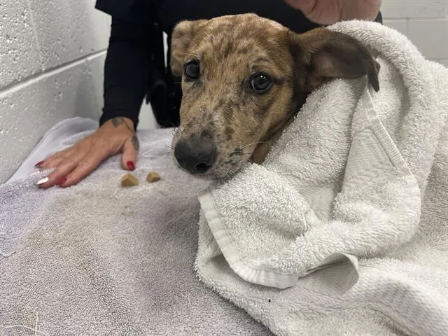A baby medium-sized female Australian Shepherd dog named Parrot for adoption in Ocala, FL