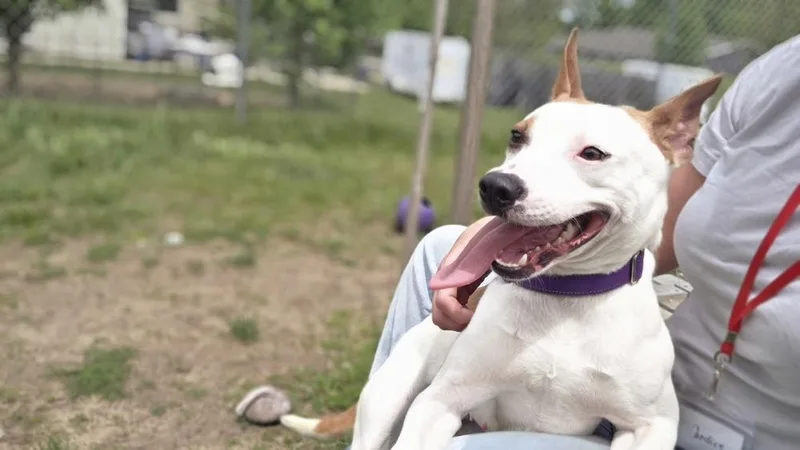 An adult medium-sized female Terrier dog named Trick for adoption in Kalamazoo, MI