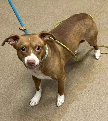 An adult medium-sized male Mixed Breed dog named Justin James for adoption in Chamblee, GA