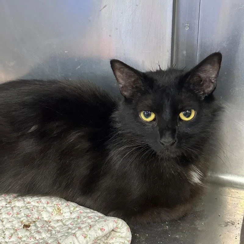 A young medium-sized female Black Domestic Medium Hair cat named Lexi for adoption in Coos Bay, OR