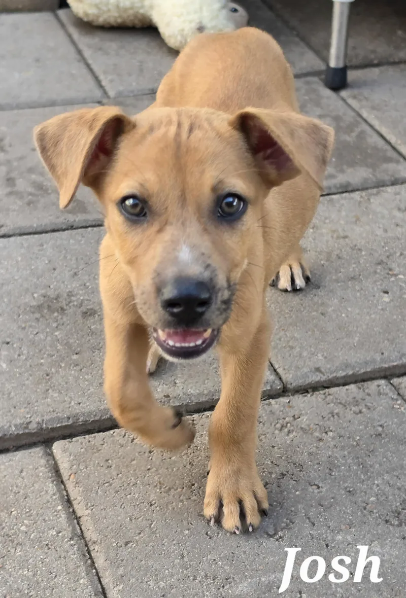 A baby medium-sized male Catahoula Leopard Dog dog named Josh for adoption in Edinburg, TX
