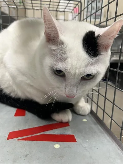 An adult large-sized female Domestic Medium Hair cat named Flower for adoption in Las Vegas, NV
