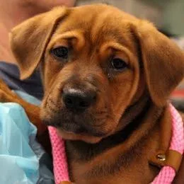 A baby medium-sized male Brown / Chocolate Mastiff dog named Beignet for adoption in South Elgin, IL