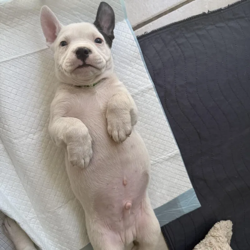 A baby small-sized male White / Cream American Staffordshire Terrier dog named Jelly for adoption in Turlock, CA