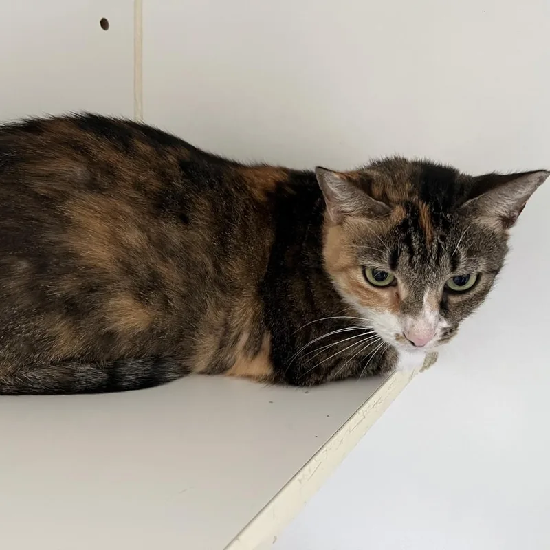 Lula Bell thumbnail 4