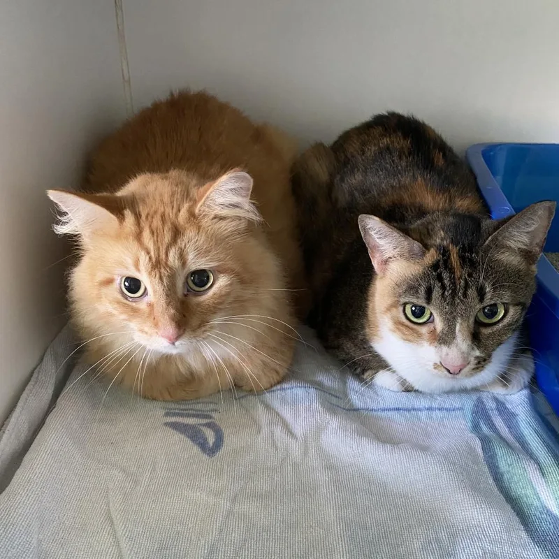 Lula Bell thumbnail 5