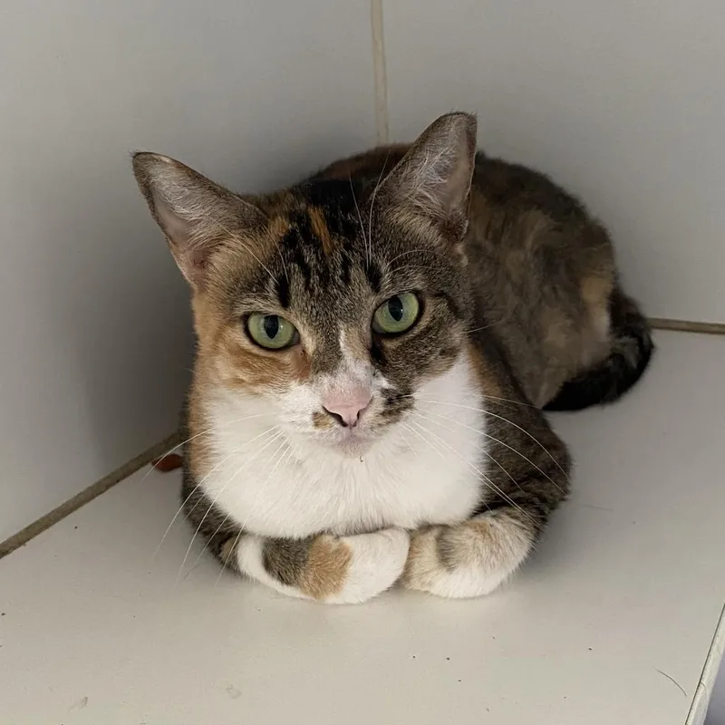 Lula Bell thumbnail 6