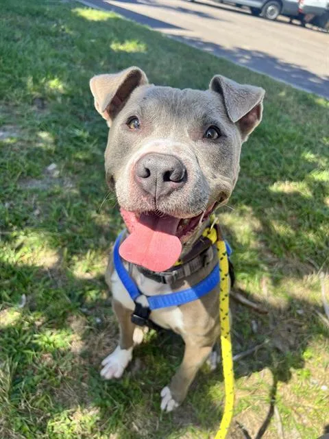 An adult medium-sized male Mixed Breed dog named Gunter for adoption in Jacksonville, FL