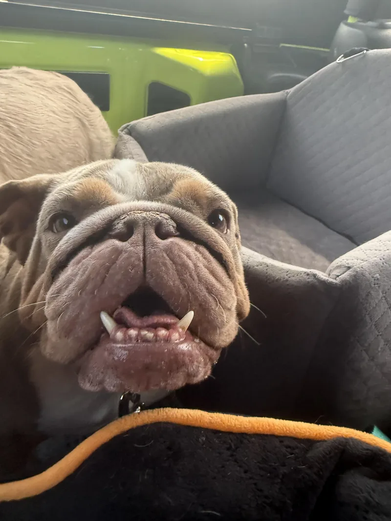 An adult medium-sized female English Bulldog dog named Muffin for adoption in PALM BAY, FL