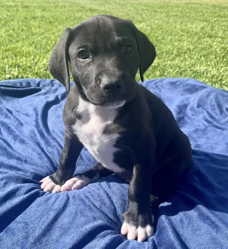 A baby large-sized male Chocolate Labrador Retriever dog named Caterpillar for adoption in El Cajon, CA
