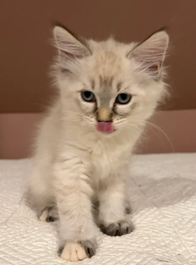 A baby medium-sized female Domestic Medium Hair cat named Windy for adoption in Rootstown, OH